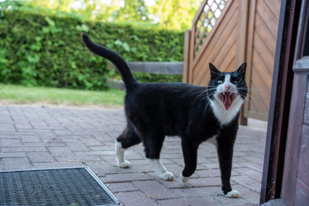 Katze