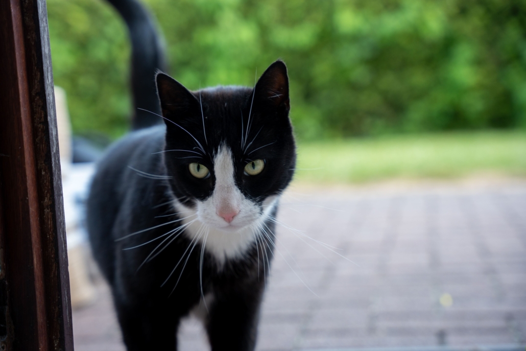 Katze2
